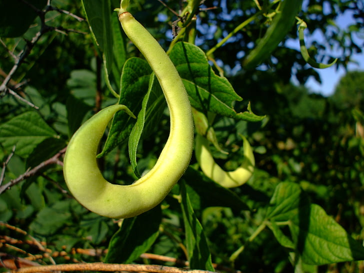 Bean mahuna, grah, pod, zelena