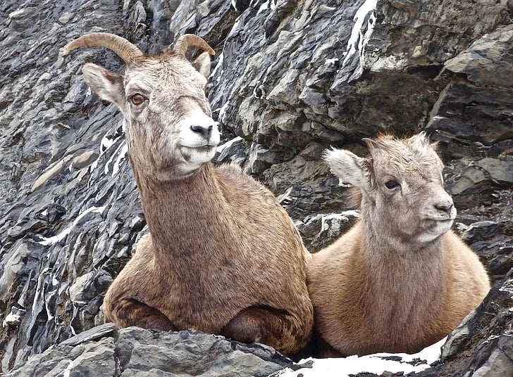 pecore, Longhorn, canadese, selvaggio, madre, bambino, carina