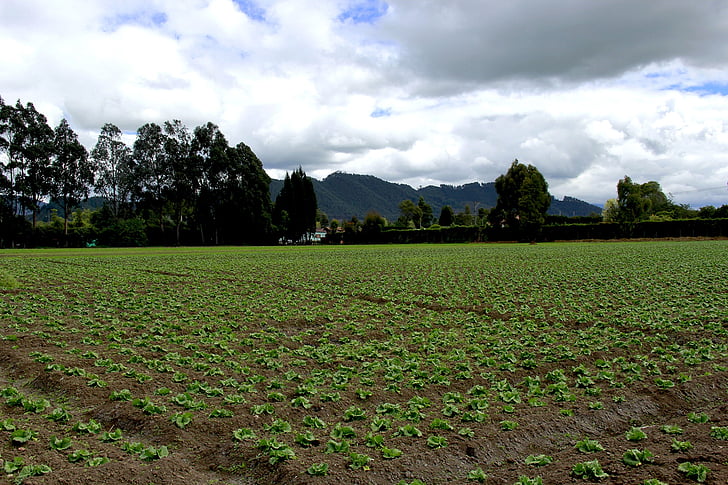 zelená, krajina, strom, Příroda