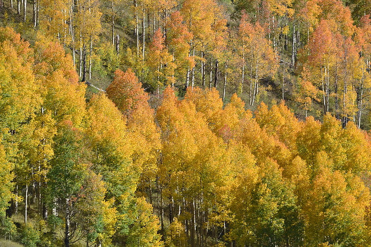 Colorado, kavak ağaçları, sonbahar renk