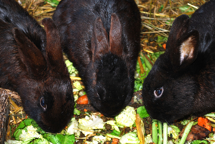 bunnies, bunny, rabbits, coney, cony, farm animal, eating