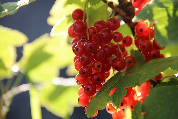 quả phúc bồn tử, Berry, màu đỏ, Ngọt ngào, trái cây, Red currant, vườn nho