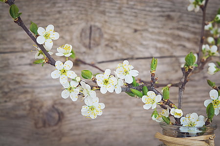 Trešnjin cvijet, bijeli, cvijeće, bijelo cvijeće, grane, trešnje grana, vaza