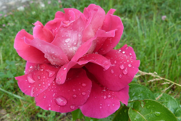 růžová, červená, ranní rosa, květ, Příroda, zahrada, jaro