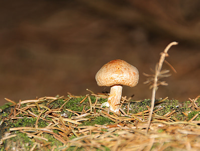 mushroom, nature, forest, leaves, autumn, mood, atmosphere