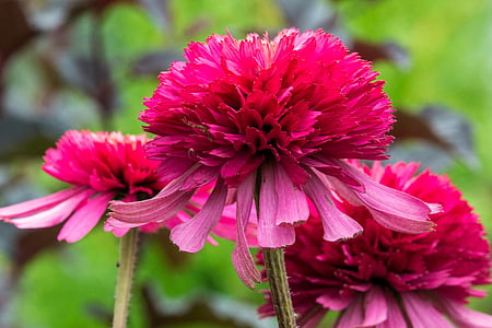 꽃, echinacea, 보라색 coneflower, 여름, 핑크, 정원, 자연