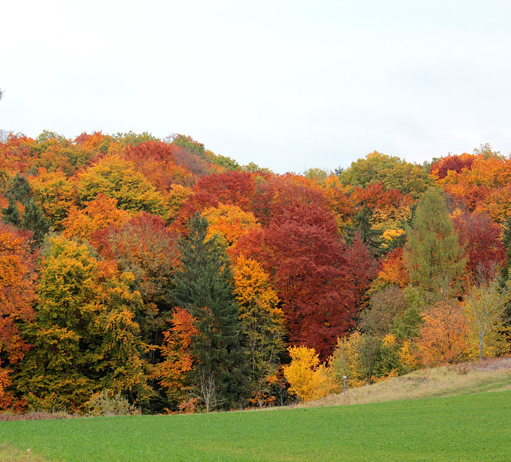 Les, podzim, barevné, barevné listí, listy, barevný, Příroda