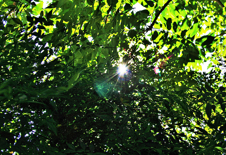 follaje de color verde, hojas, denso, árbol, verde, follaje, luz