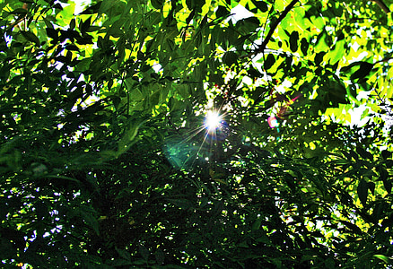 feuillage vert, feuilles, denses, arbre, vert, feuillage, lumière