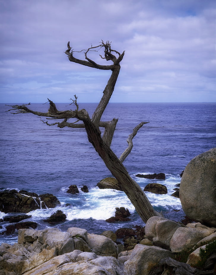 scraggly puud, California, rannikul, Sea, Ocean, vee, kivid