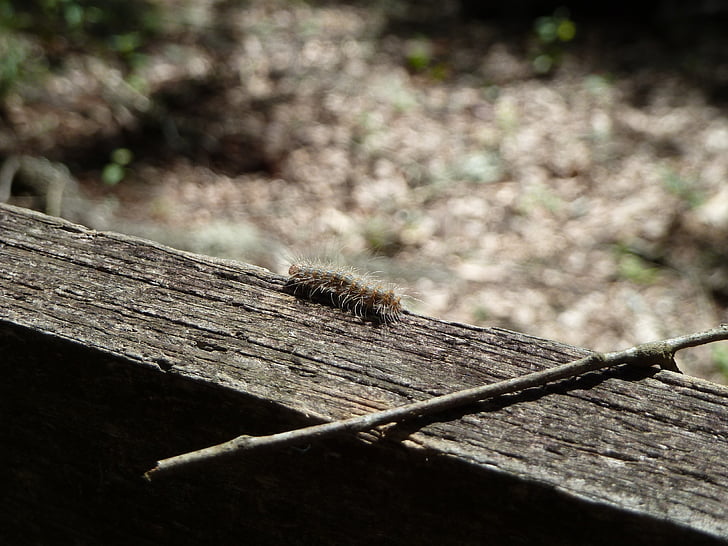 Caterpillar, azienda agricola, bug, insetto, fauna selvatica, bug, piccolo