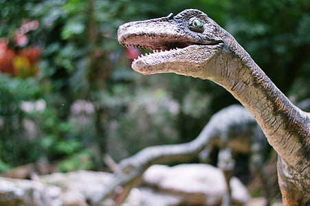 공룡, 동물원, velociraptor, 동물, 도마뱀, 브라 티 슬 라바, dinopark