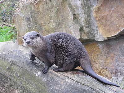 Otter, våt, päls, Zoo