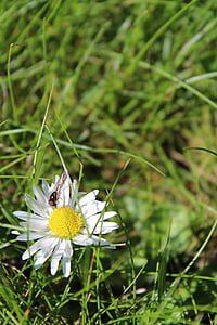 kukka, ampiainen, Daisy, Kesäkukka, Kevät kukka, valkoinen kukka, valkoinen ja keltainen kukka