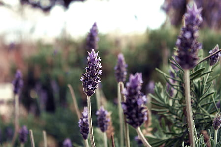 Lavender, bunga, bunga lavender, bunga, wangi, tanaman, ungu