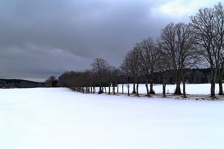 Avenue, medis, sniego, žiemą, tamsoje, linija, pilka