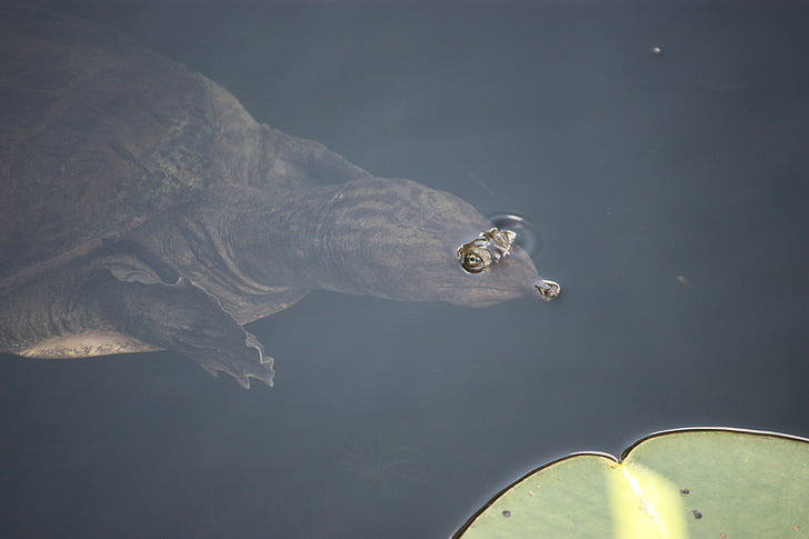 Softshell turtle, tortuga, incumplimiento de, ojos, reptil