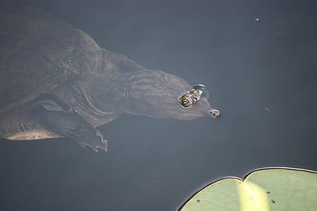 Softshell sköldpadda, sköldpadda, bryter mot, ögon, reptil