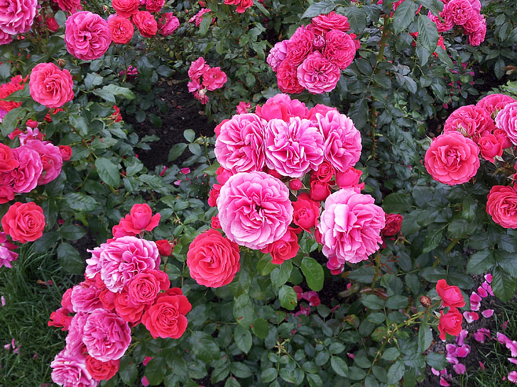 flowers, rose, pink rose
