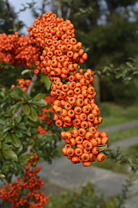 bär, frukt, Orange, träd, hösten, Rowan