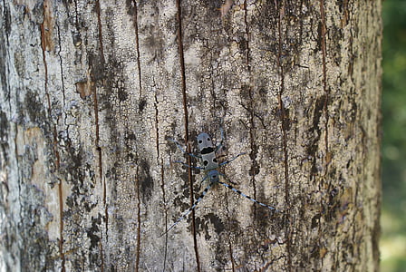 Escarabajo de la, error, Rosalia, Alpina, naturaleza, animal, árbol