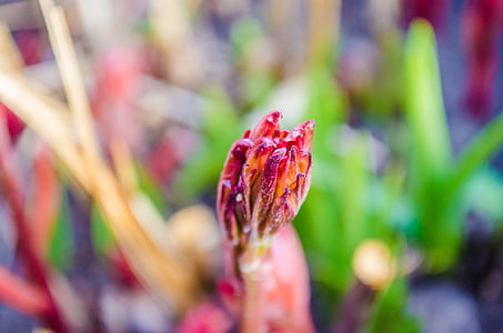gladioli, Hoa, lay ơn, màu tím, màu đỏ, vĩ mô, Bokeh