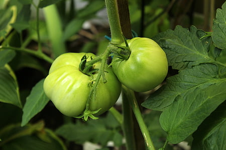 tomat, viinapuu, taimne, toidu, tomatid, terve, aiandus