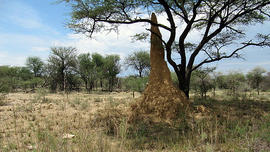 termites, termite hill, construction, wilderness, nature, animal world