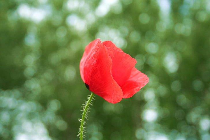 poppy, red, green, wild, bokeh, nature, beauty