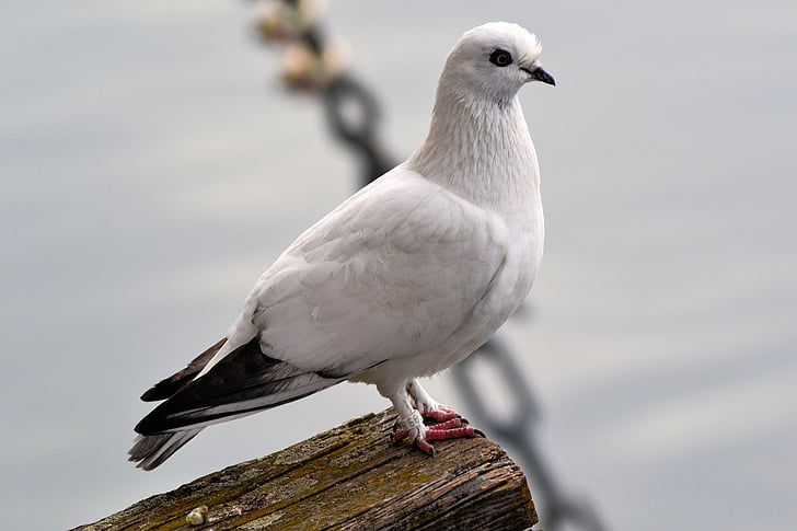 dove, bird, animal, freiburg, lake park, wing, nature