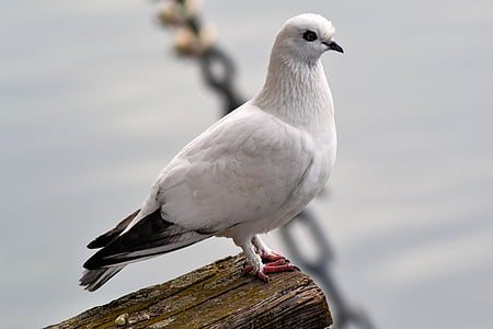 Dove, vták, zviera, Freiburg, Lake park, krídlo, Príroda