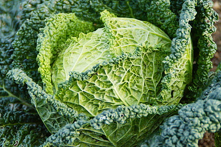 savoy, savoy cabbage, welsch carbonate, welsch herb, cabbage, vegetables, food