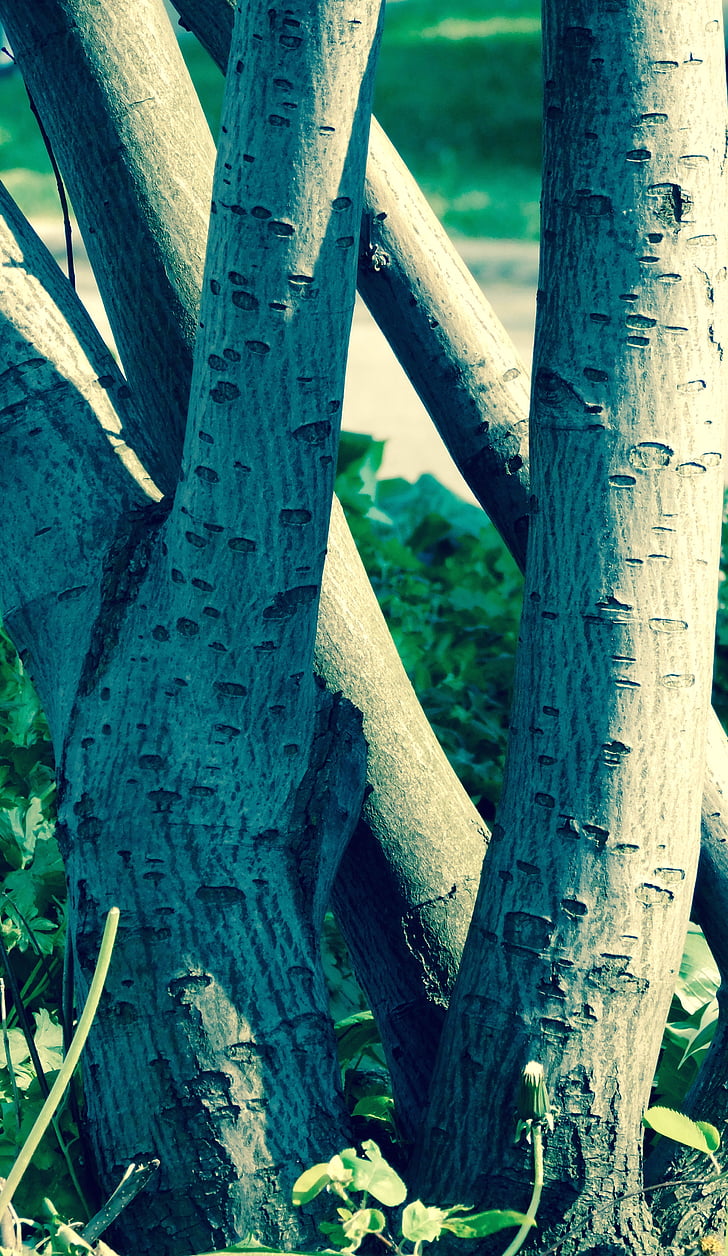 nature, stump, tree