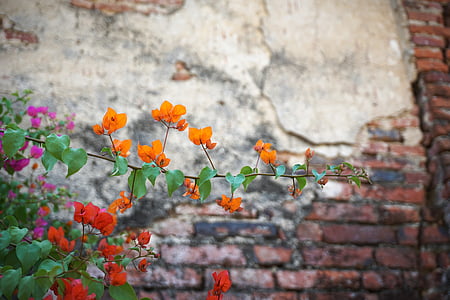 flower, wall, brick, texture, old, antique, leaf