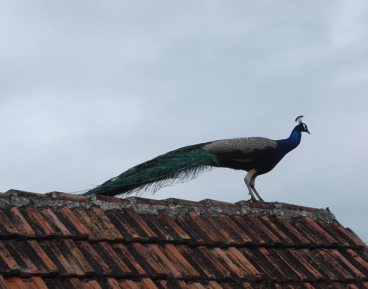 Павич, на даху, птах, тварини, будинок