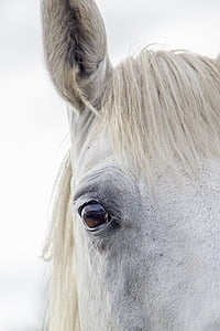häst, Vita hästen, irländska häst, häst öra, vit, djur, däggdjur