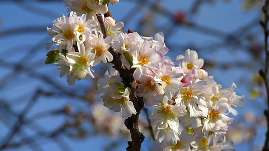 kirsikankukkia, Blossom, Bloom, vaaleanpunainen, syksyllä, poikkeukselliset, puu