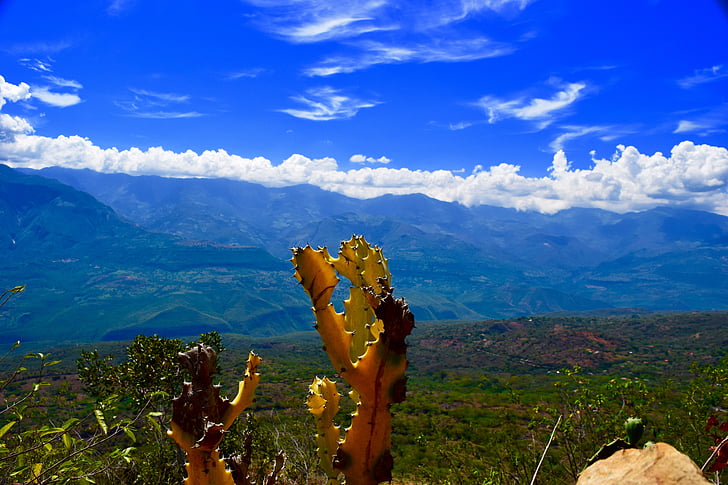 Cañón, cactus, Scenic, paisaje, planta, montaña