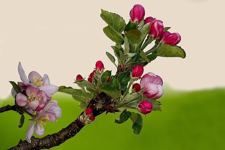 flor de la manzana, árbol de manzana, flores del árbol de manzana, flor, floración, primavera, Huerta