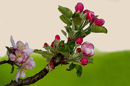 Apple blossom, pohon apel, bunga pohon apel, Blossom, mekar, musim semi, Orchard