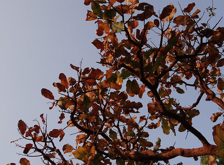 Indický mandlový, sušené listy, Terminalia catappa, Tropical mandle, strom, Indie