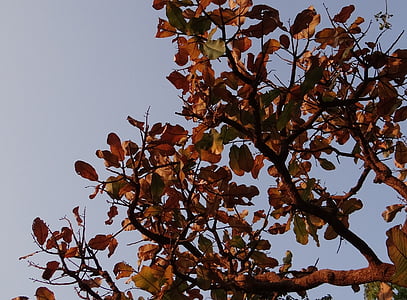Indien aux amandes, feuilles séchées, Terminalia catappa, amandier tropical, arbre, Inde