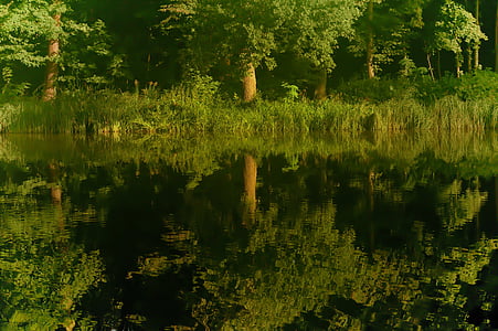 reflectie, boom, water, Flora, natuur, Lake, wateren