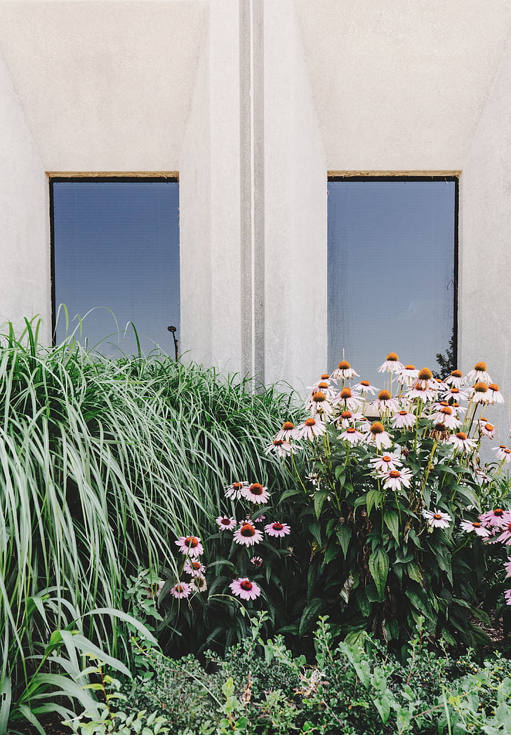 alb, danutz, în timpul zilei, clădire, floare, gradina, iarba