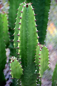 Cactaceae, Cactus, contenitore, fiori, giardino, impregnazione, piante