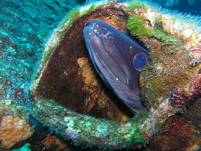 congeraal, plongée sous-marine, sous l’eau, anguille, fermer, tête