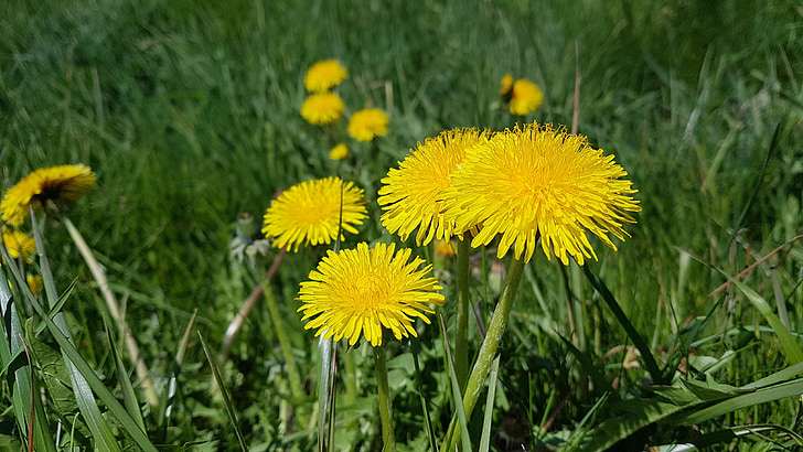 dandelion, meadow