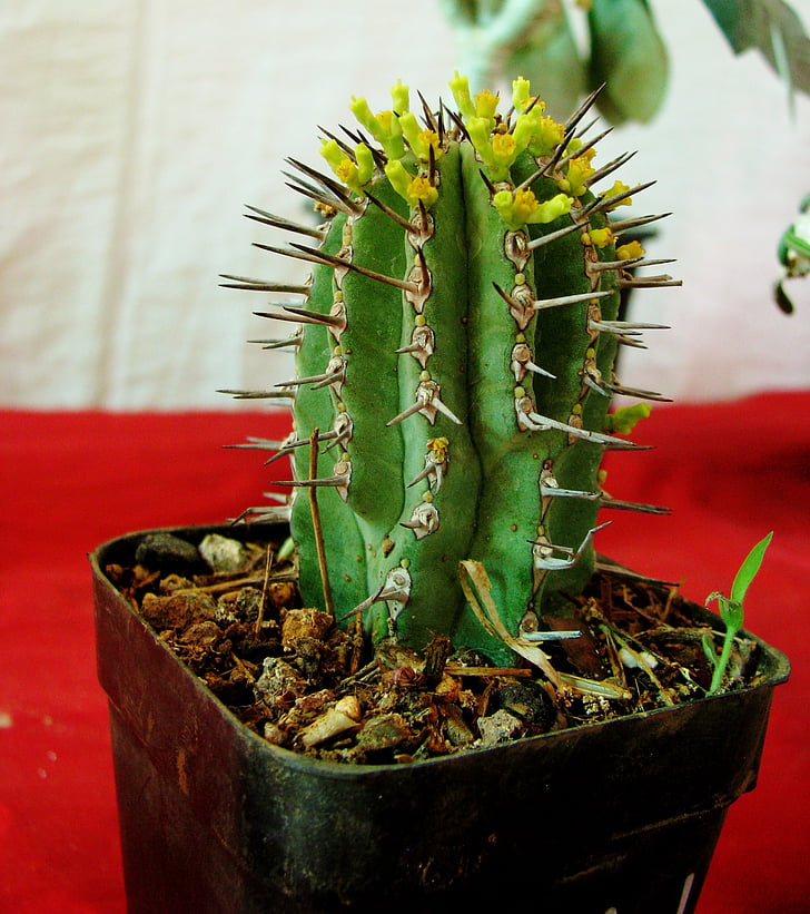Cactus, krukväxt, liten, kaktusar, törnen, krukväxt
