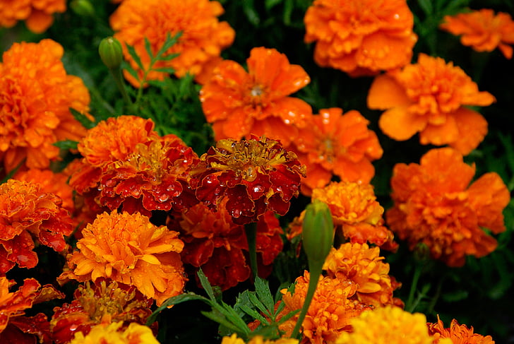 marigolds, kukat, kimppu, oranssi, terälehtiä