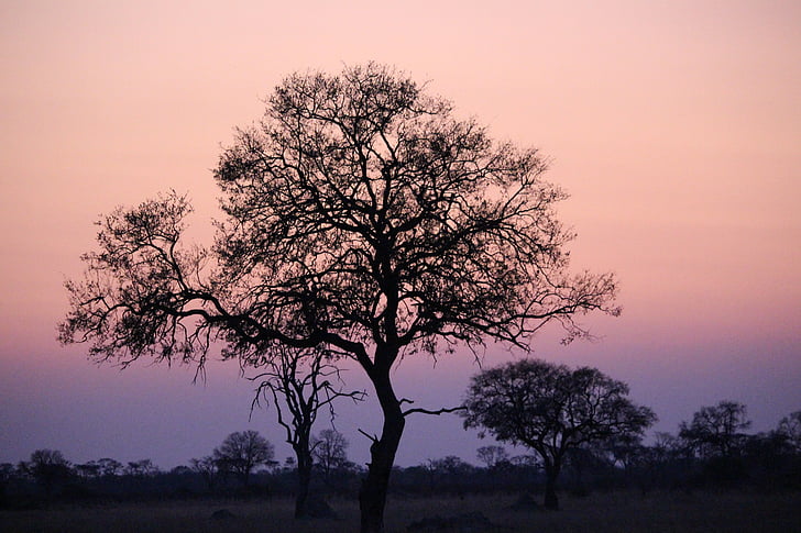 Západ slunce v Africe, Zimbabwe, Divočina, strom, silueta, růžová obloha, Safari